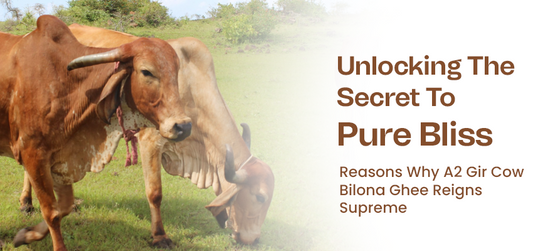 Bilona Ghee: A True Golden Elixir to Charm Your Health