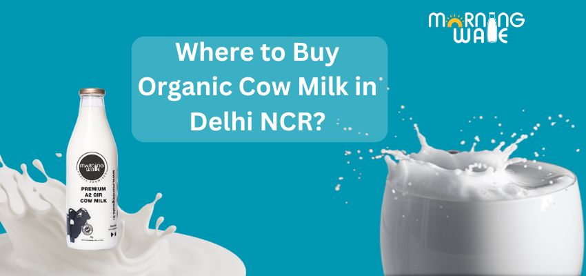 Where to Buy Organic Cow Milk in Delhi NCR?