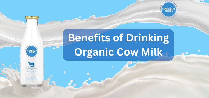 Benefits of Drinking Organic Cow Milk